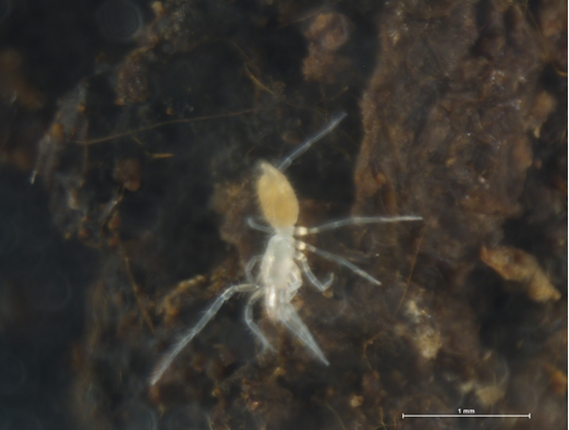 Palpigradi Collection