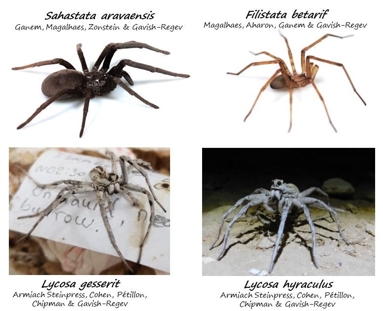 Araneae Collection