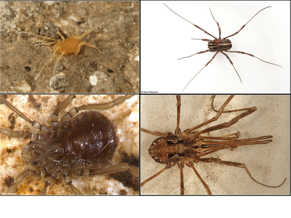 Opiliones Collection