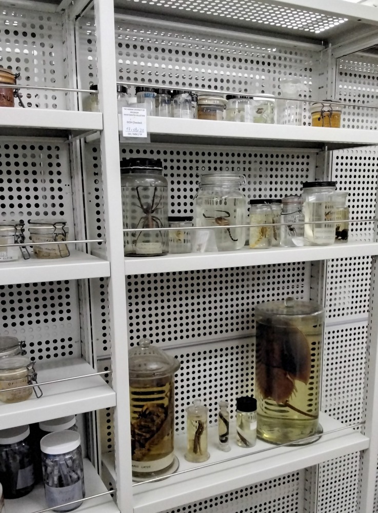Arachnid collection