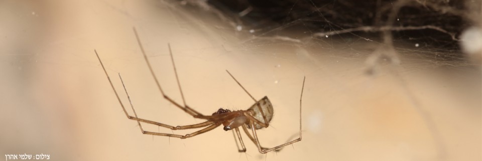 Terrestrial arthropods