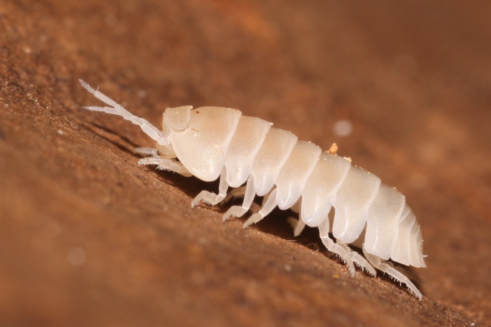 Isopoda Collection