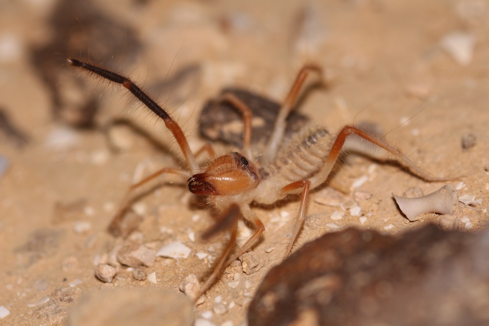 Solifugae Collection