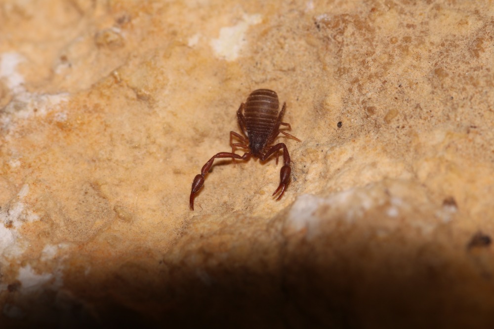 Pseudoscorpiones Collection
