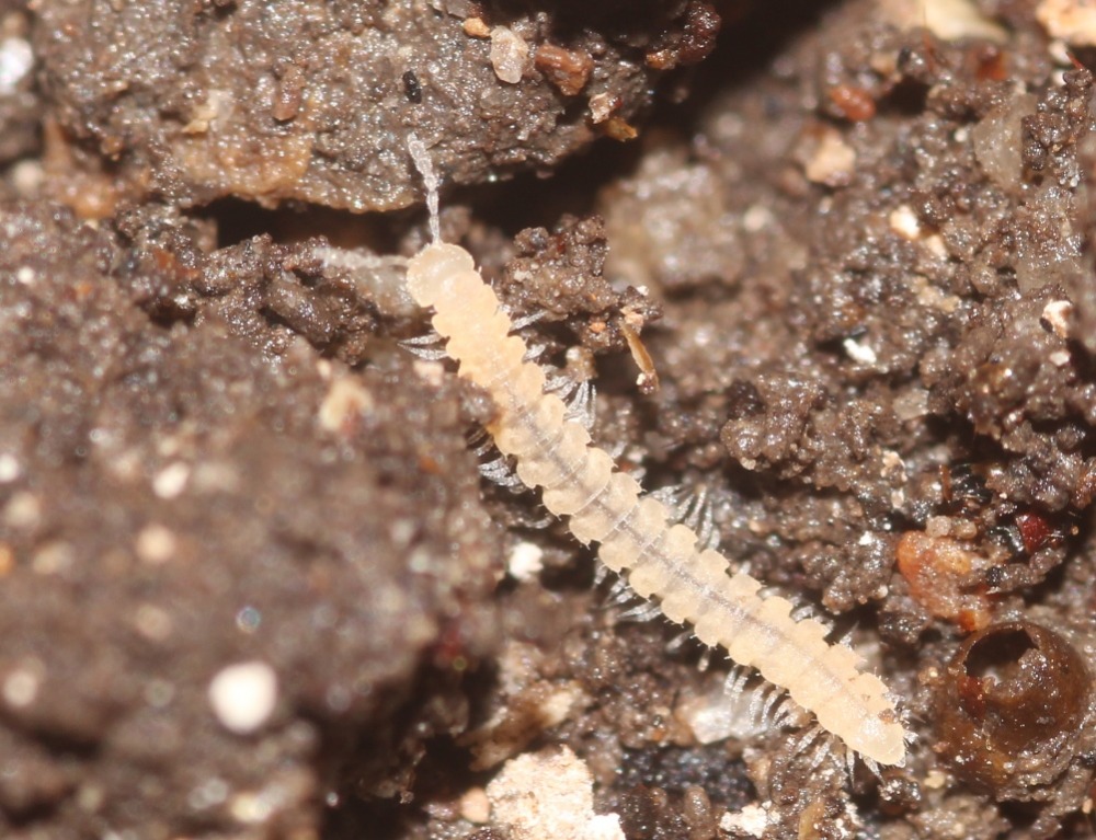 Millipede Collection