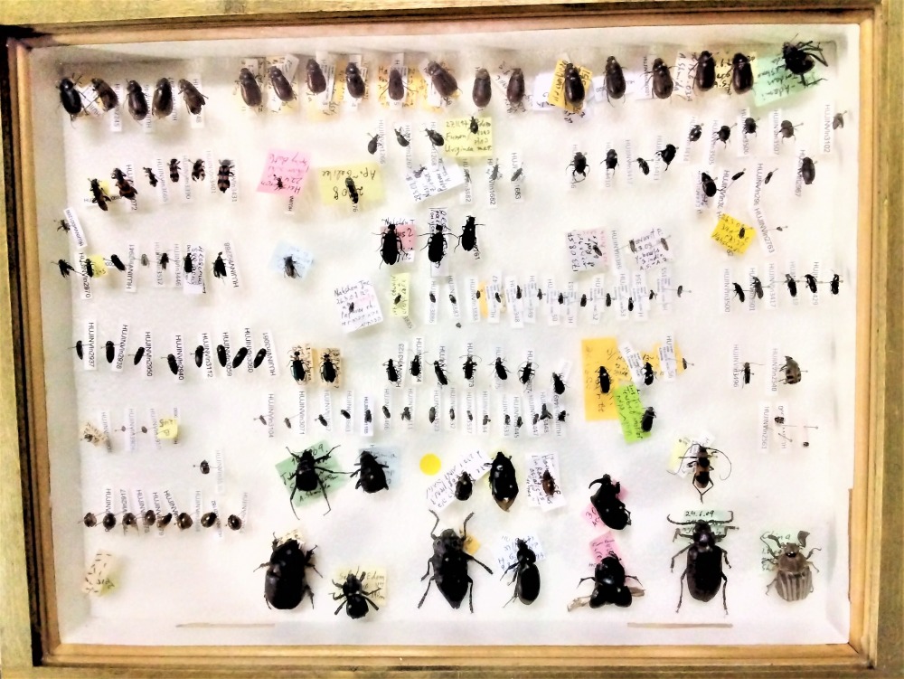 Insect Collection