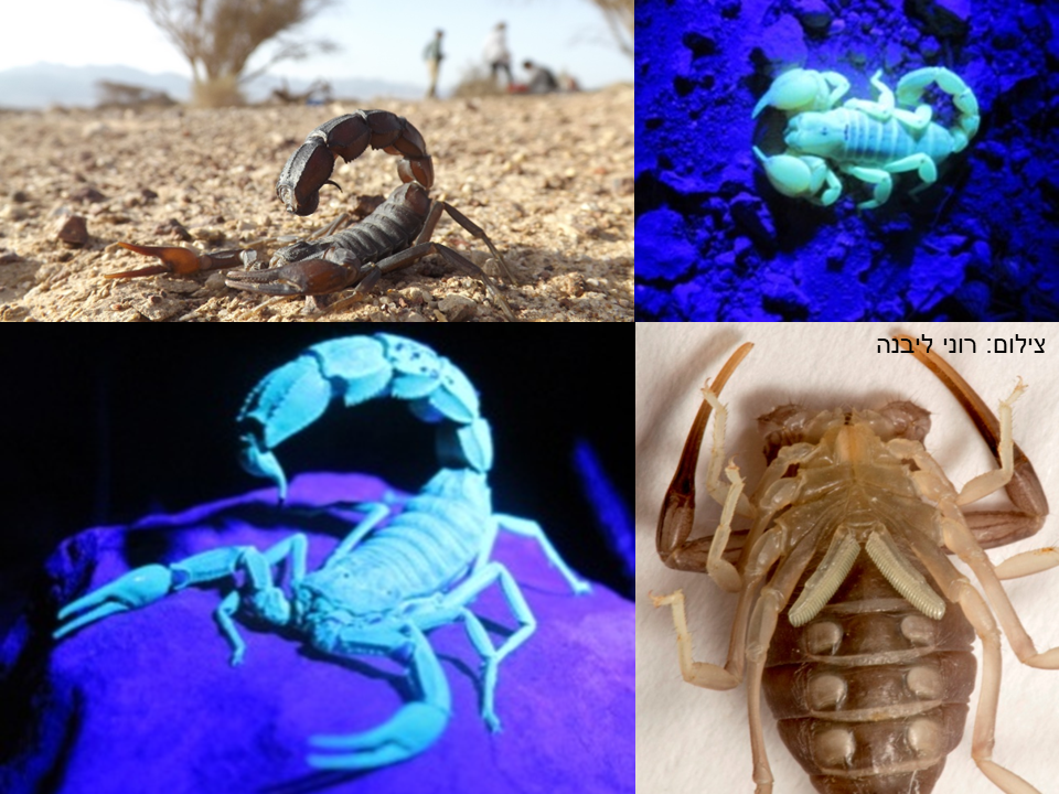 Scorpiones Collection