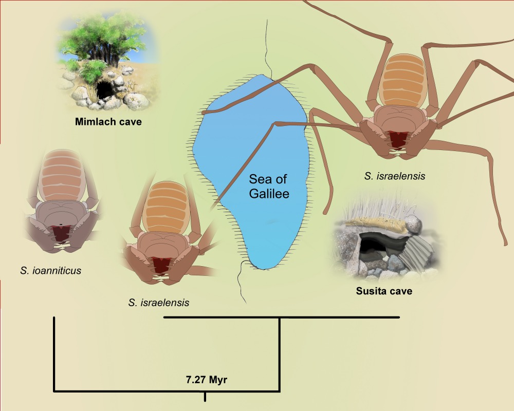Amblypygi Collection