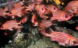 Fishes