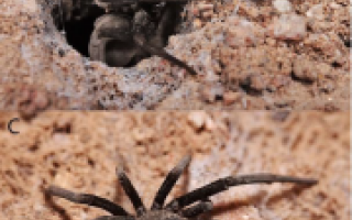 spiders