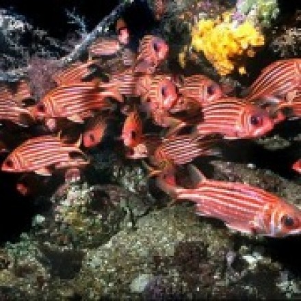 Fishes