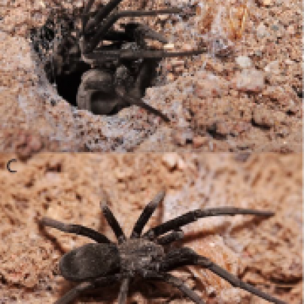 spiders