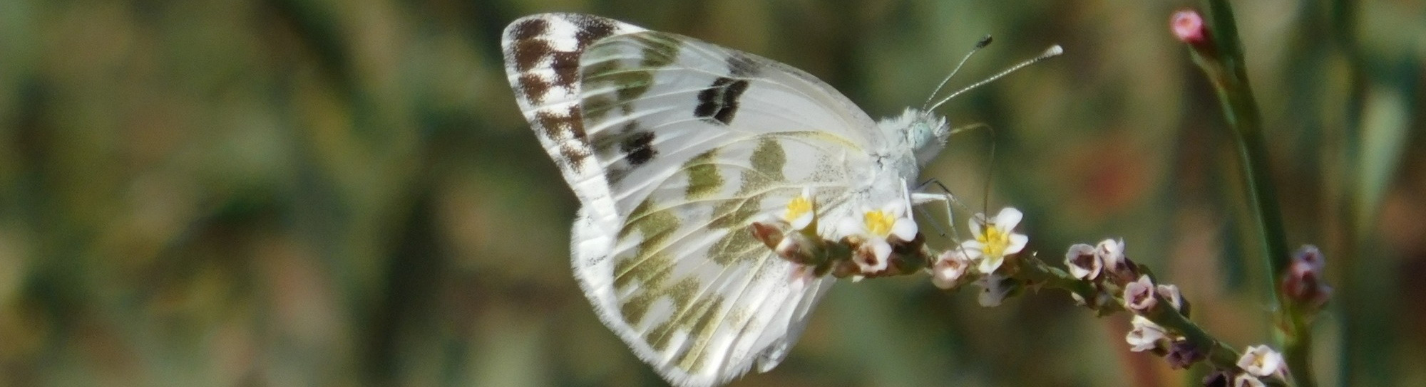 The National Natural History Collections of the Hebrew University