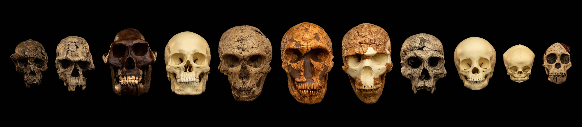 Bioanthropology 