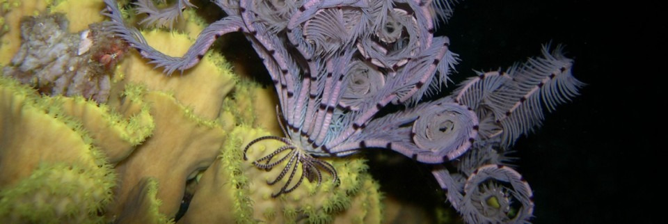 Invertebrates 