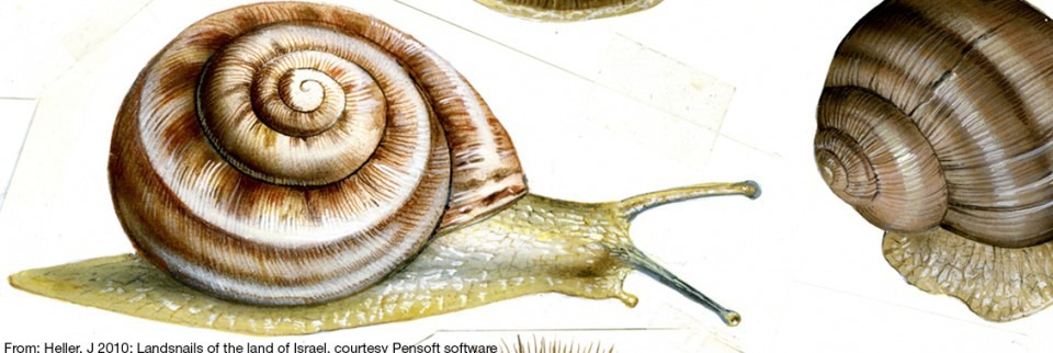 Mollusca 