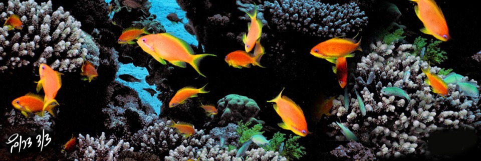 Fishes Collection