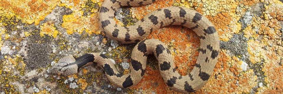 Reptiles and Amphibians